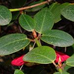 Rhododendron haematodes পাতা