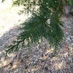 Cupressus leylandii 叶