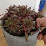 Sempervivum tectorum葉