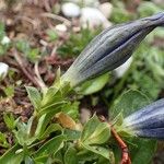 Gentiana angustifolia Habitus