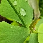 Marsilea hirsuta Bark