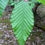 Carpinus betulus برگ