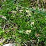 Carex sempervirens Fula