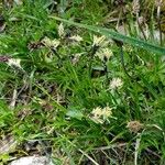 Carex sempervirens Çiçek