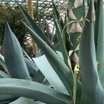 Agave guiengola Hábito