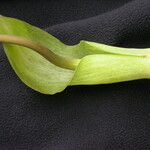 Arisaema tortuosum Агульны выгляд