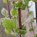 Plectranthus madagascariensis Кора