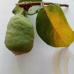 Ficus assamica Fruit