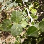 Ononis aragonensis Leaf