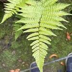 Dryopteris erythrosora 葉