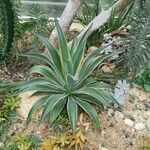 Agave demeesteriana Leht