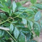 Albizia adinocephala Blatt