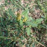 Oxybasis glauca Habit