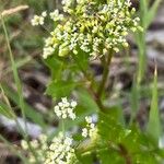 Ligusticum scothicum Blomma