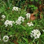 Lobularia maritima অভ্যাস