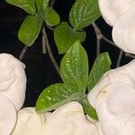 Cornus florida Лист