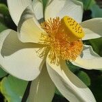 Nelumbo nucifera Fiore