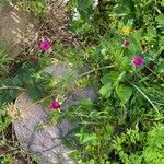 Callirhoe involucrata പുഷ്പം