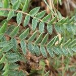 Oxytropis jacquinii Hoja