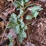 Goodyera pubescens Blatt