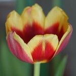 Tulipa grengiolensis Flower