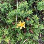 Hypericum balearicum Flor
