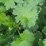 Geranium versicolor List