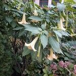 Brugmansia versicolor পাতা