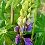 Lupinus polyphyllus Autre