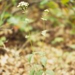 Eupatorium rotundifolium عادت