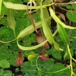 Nepenthes mirabilis Агульны выгляд