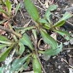 Grindelia hirsutula Fuelha