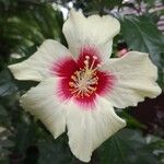 Hibiscus ovalifolius Floro