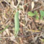 Clitoria ternatea Frucht