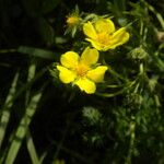 Potentilla inclinata Mosusu