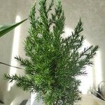 Juniperus chinensis Blad