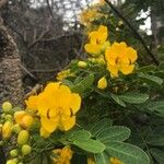 Senna pendula Blomst