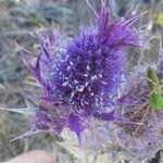 Eryngium leavenworthii Λουλούδι