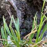 Carex sempervirens Leaf