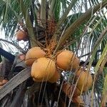 Cocos nucifera Fruitua