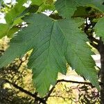 Acer glabrum Foglia