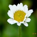 Leucanthemum ircutianum Кветка