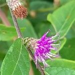 Lessingianthus saltensis Flor