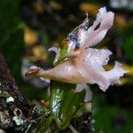 Eurychone galeandrae Flower