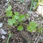 Bowlesia incana Yaprak