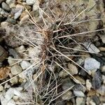 Opuntia polyacantha 葉