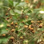 Dialium dinklagei Fruto