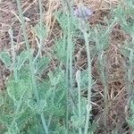 Lavandula pinnata Flower