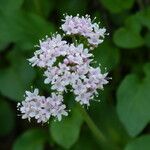 Valeriana montana Flower