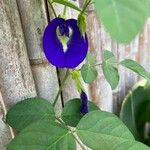 Clitoria ternatea Květ